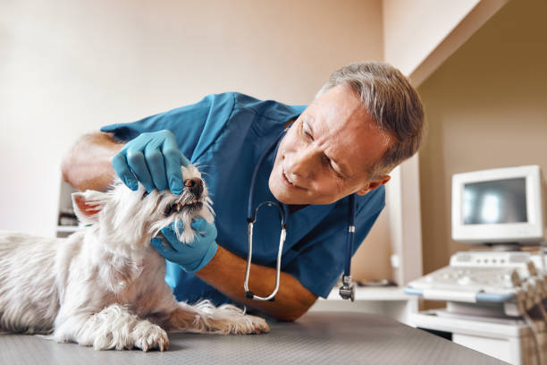 Best Emergency X-Rays and Diagnostics in Shannon Hills, AR